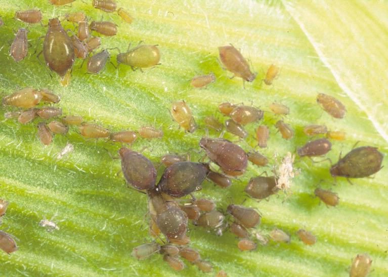 Corn leaf aphid