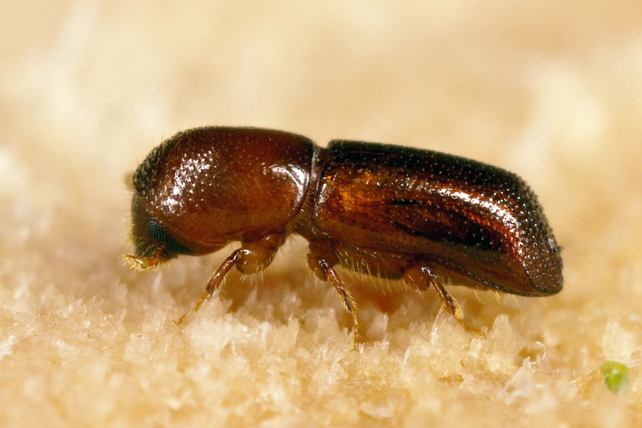 Redbay ambrosia beetle adult