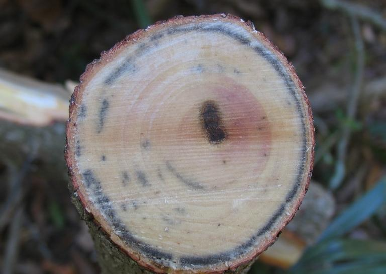 Laurel wilt damage