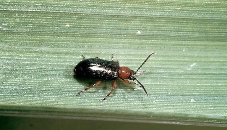 Cereal leaf beetle