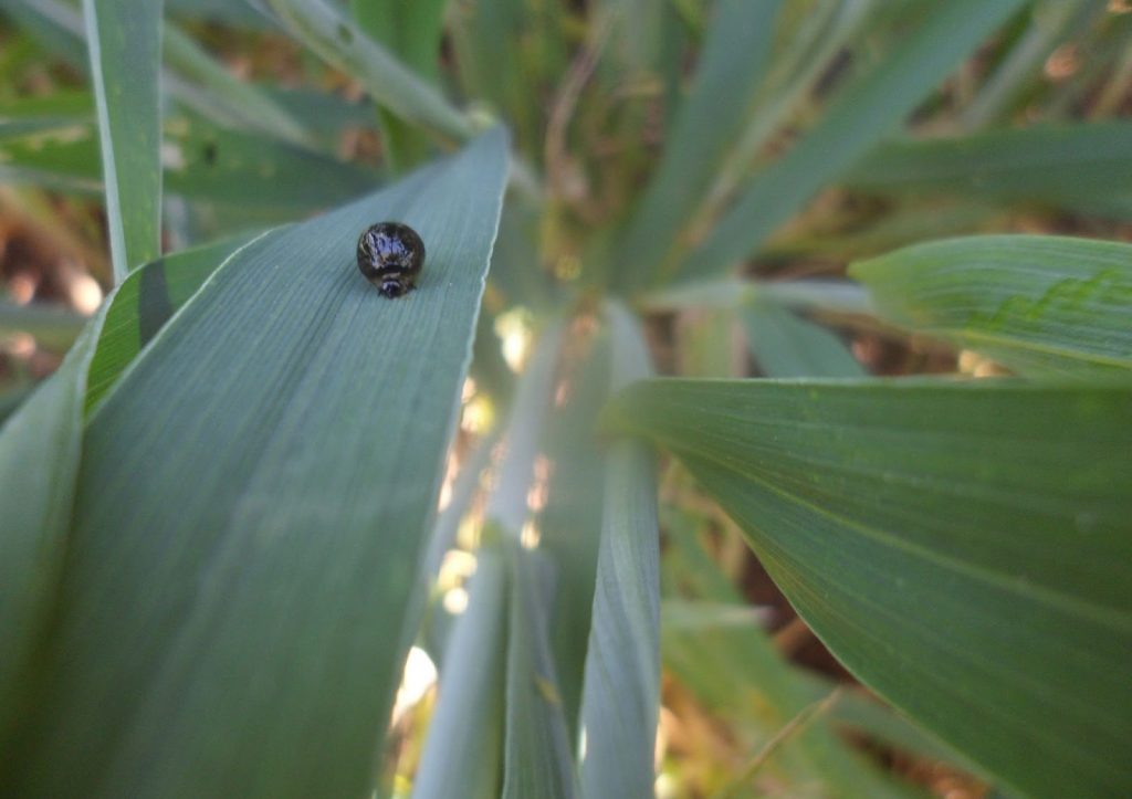 Oulema melanopus nymph on a wheat leaf