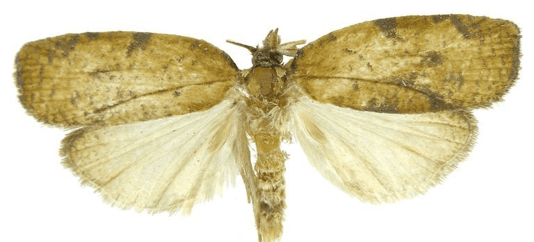 Western avocado leafroller adult