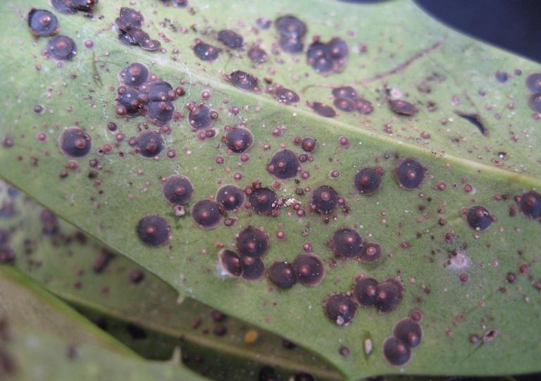 Florida red scale insect