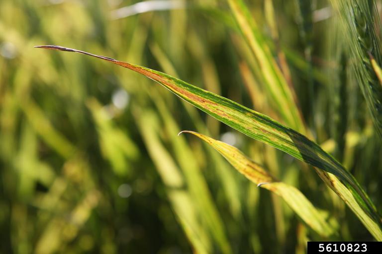 Wheat streak mosaic virus