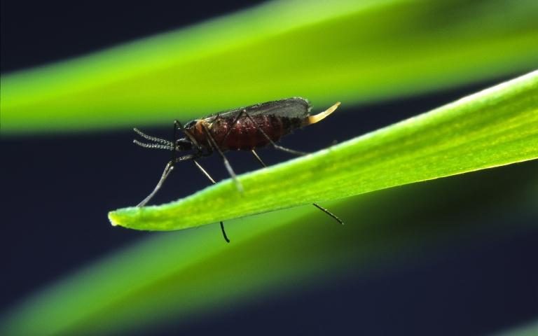 Hessian fly
