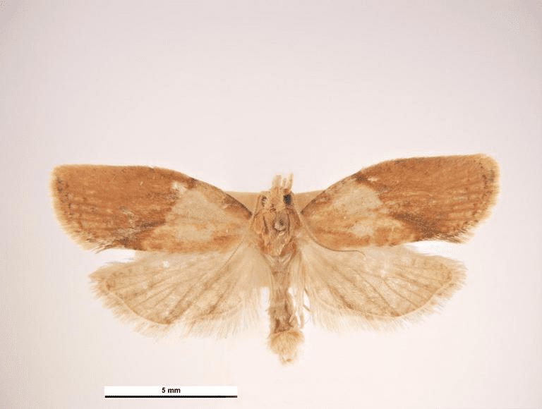 Light brown apple moth