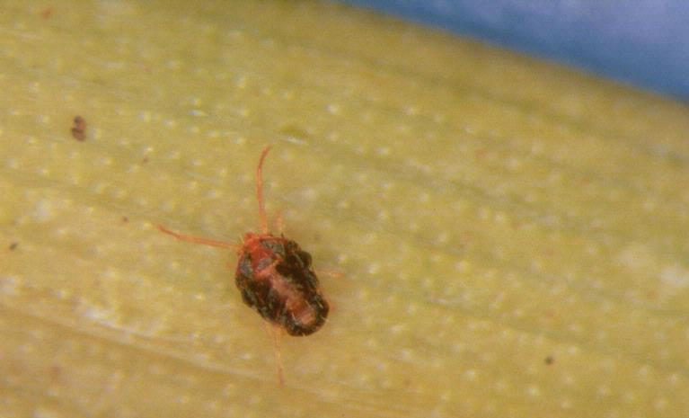 Brown wheat mite