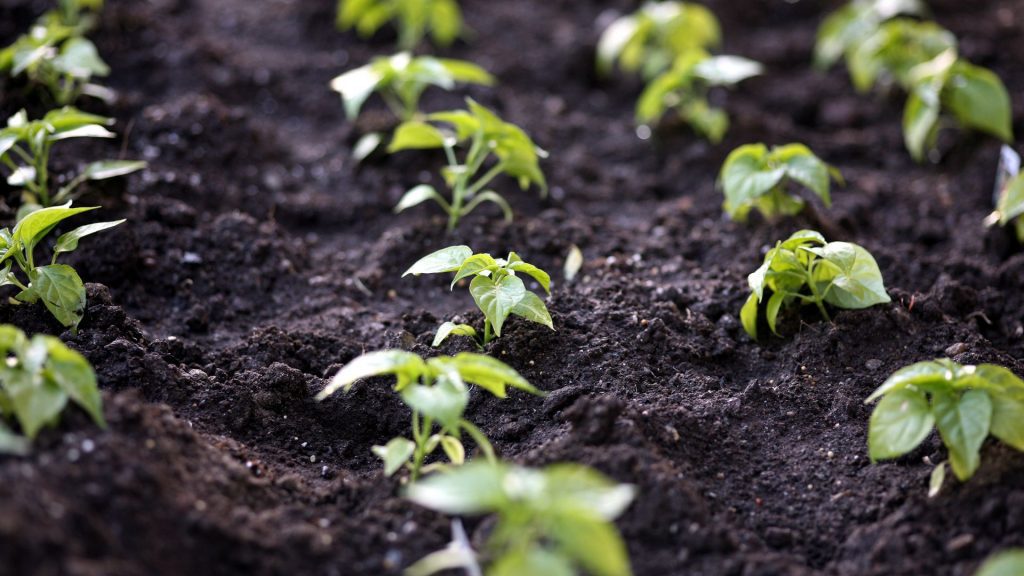 pepper crops