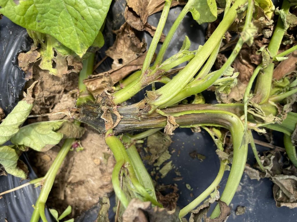 the stem of a potato plant that turned black