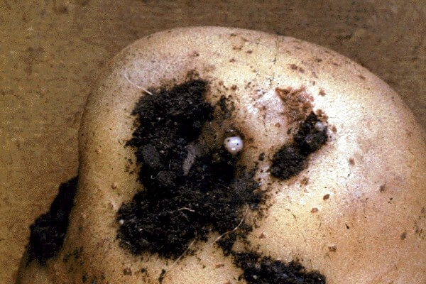 Close-up of a potato tuber with a ooze droplet