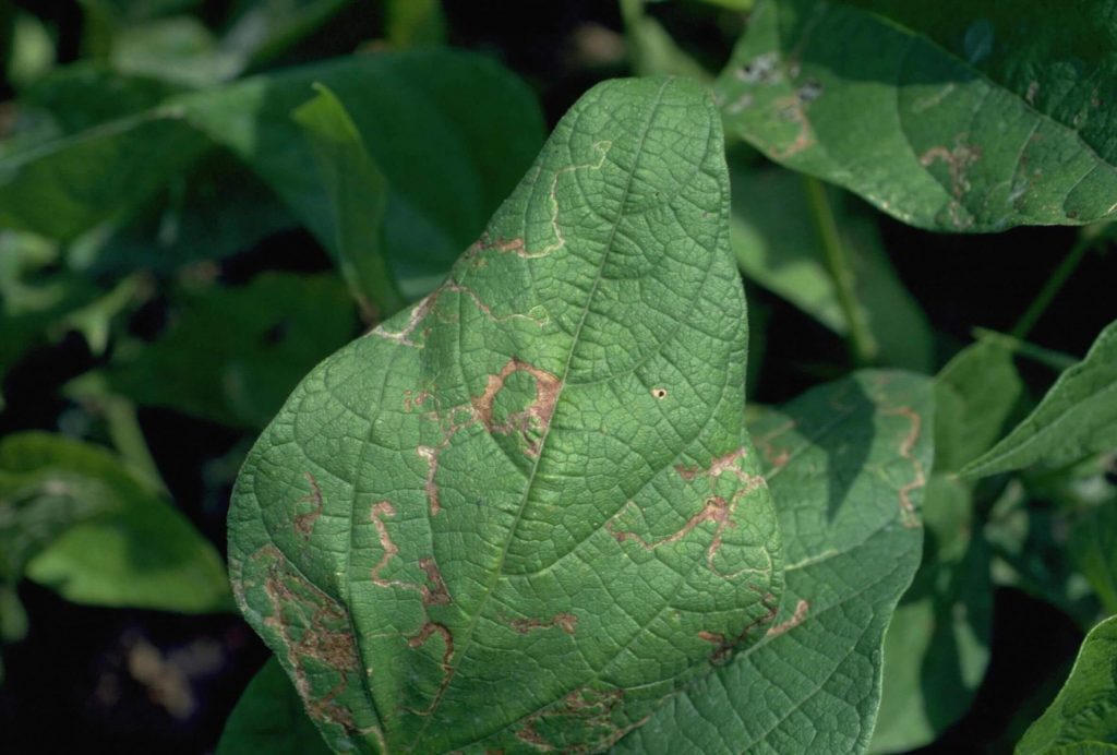 Close-up of a bean leaf with damage from a leaf miner