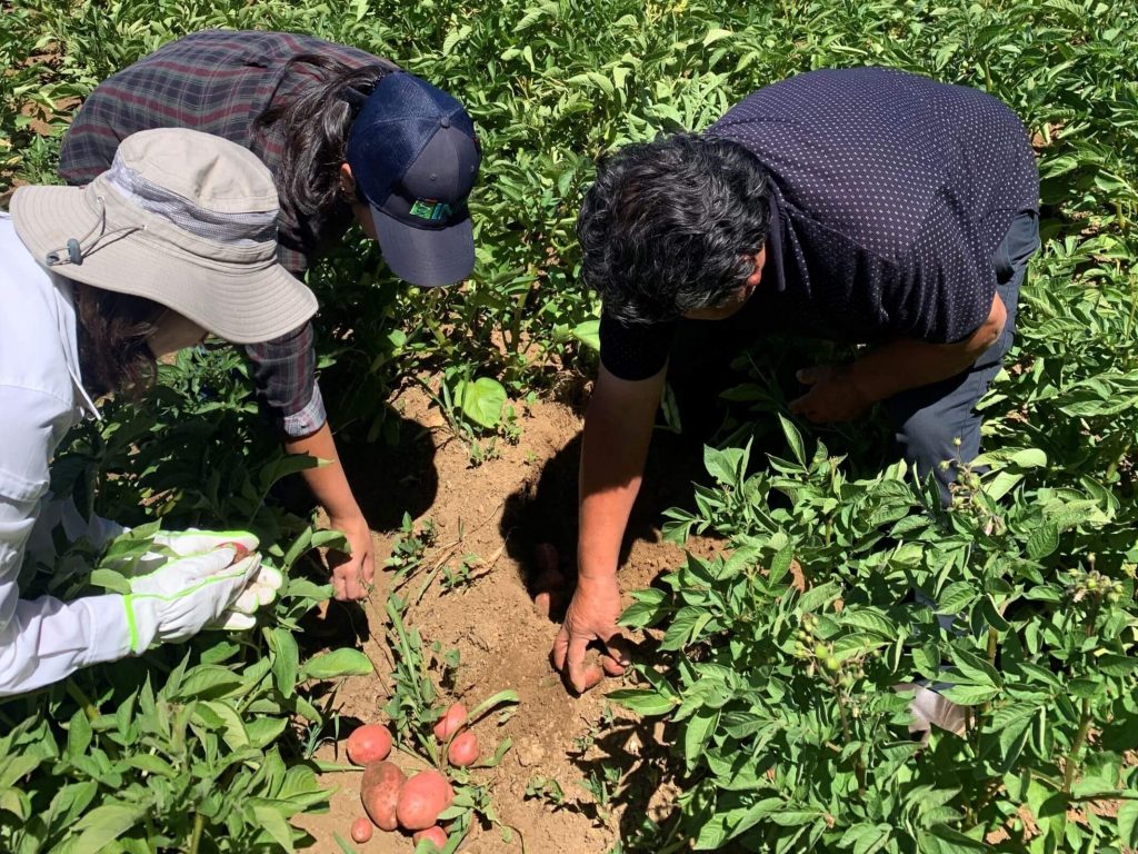Three people in a potato field digging up tubers for monitoring