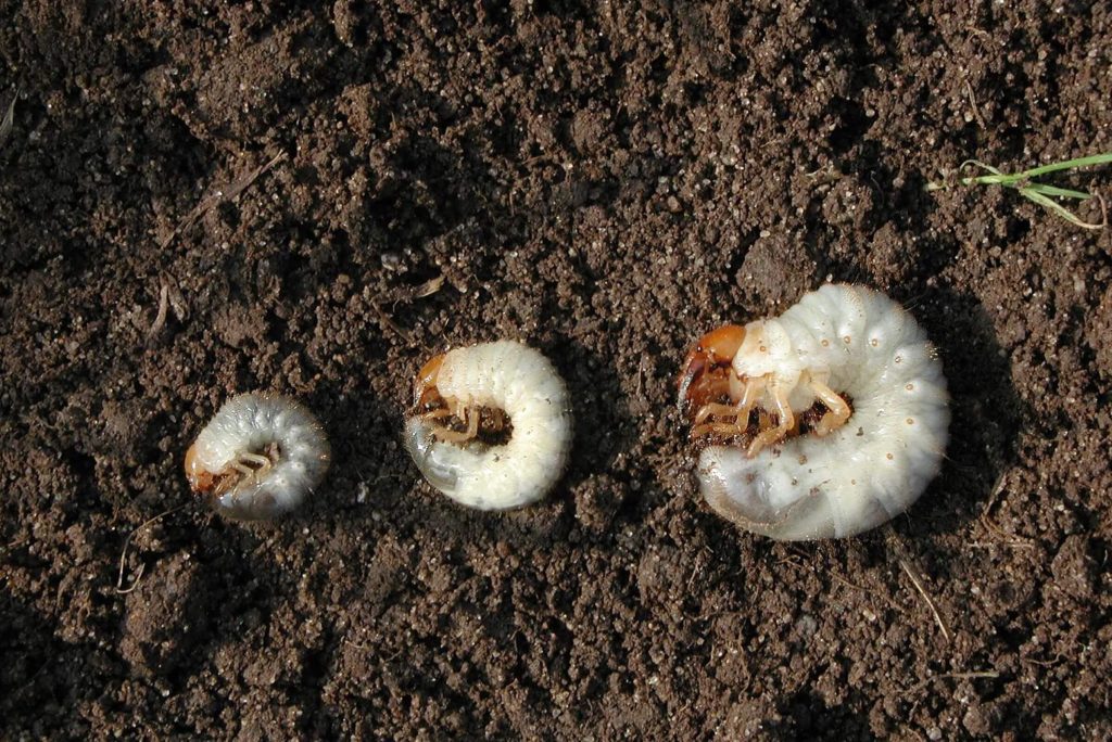 Three white grubs on soil, with the smallest one on the right and biggest one of the right