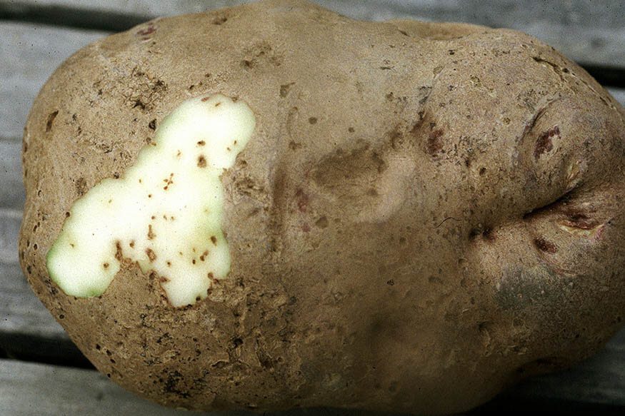 A potato with a small peeled part, where we can see small marks from insect tunneling