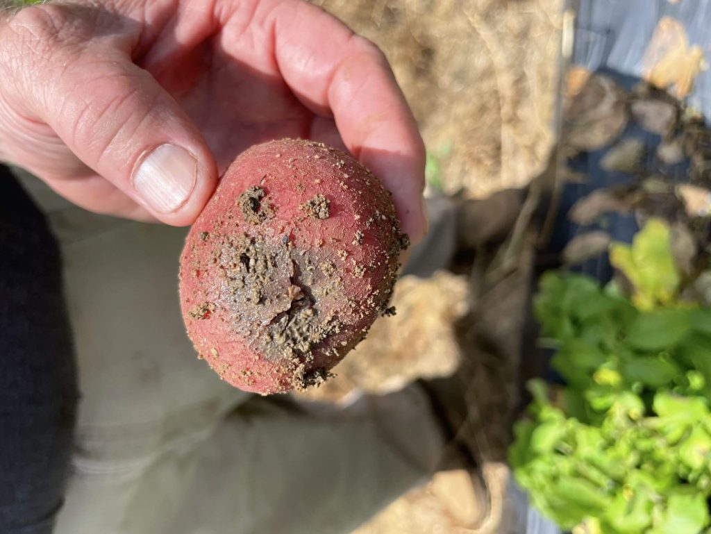 Close-up of a potato tuber with a rotting spot