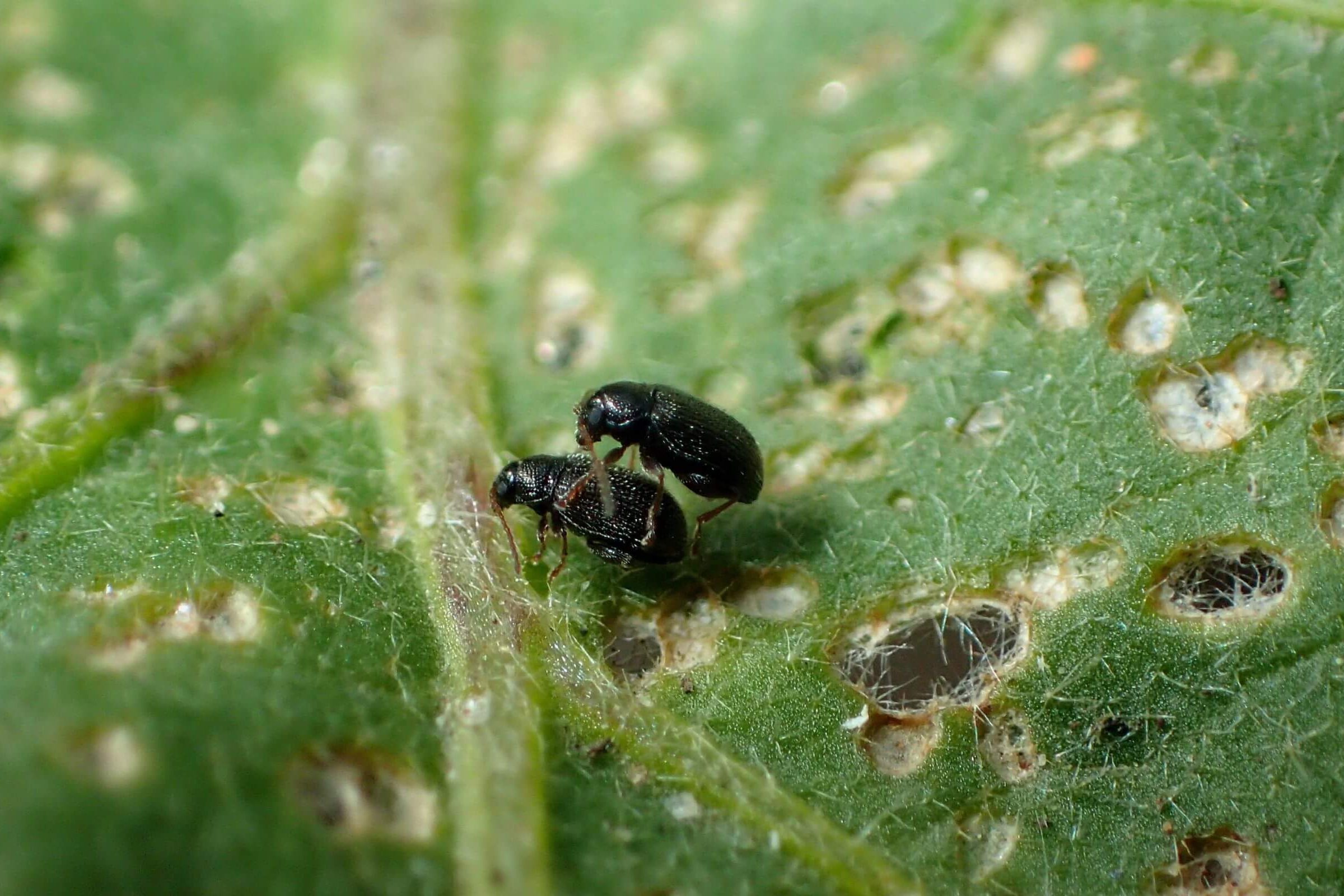 Close-up of two tuber flea beetles on a damaged leaf