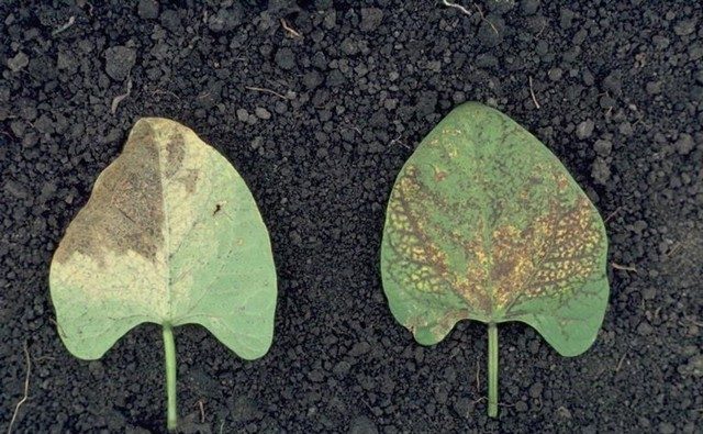 Bean common mosaic virus