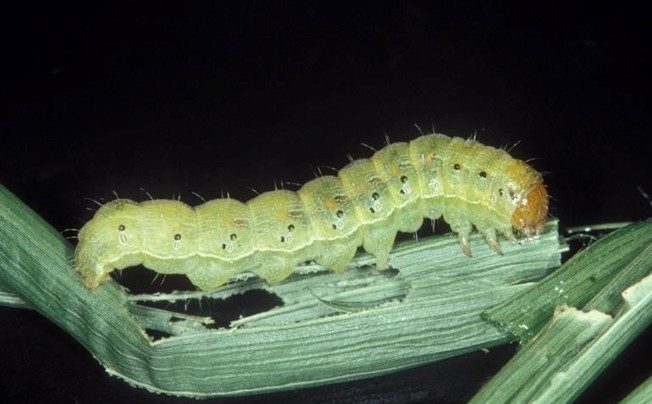 Corn earworm larva