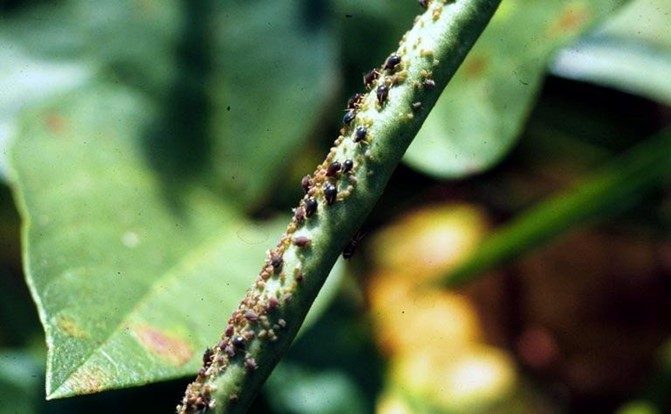 Cowpea aphids