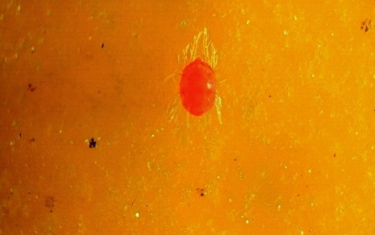 Citrus red mite