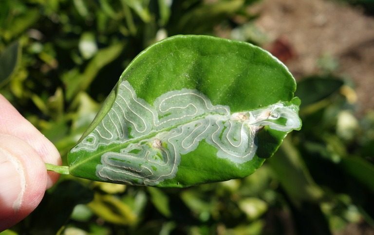 Citrus leafminer