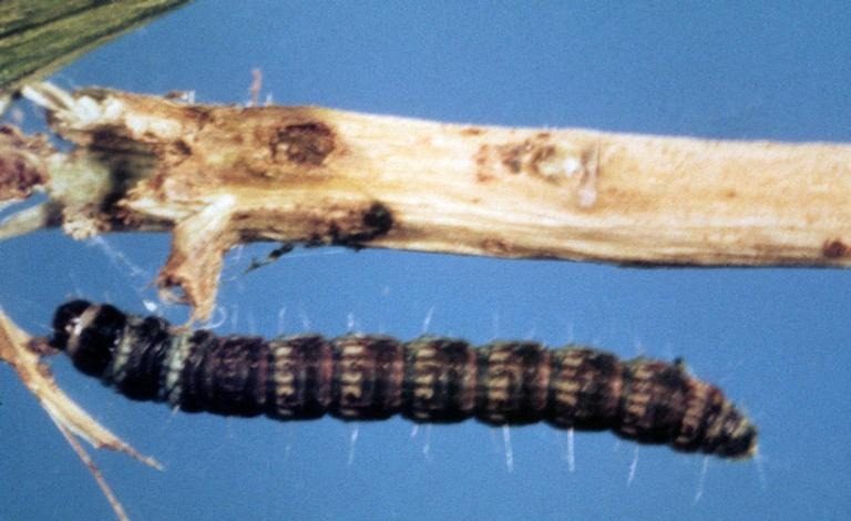 Lesser cornstalk borer larva