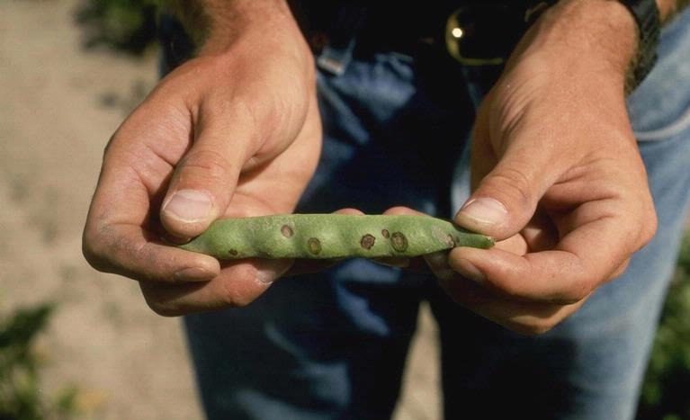 Bacterial brown spot of bean
