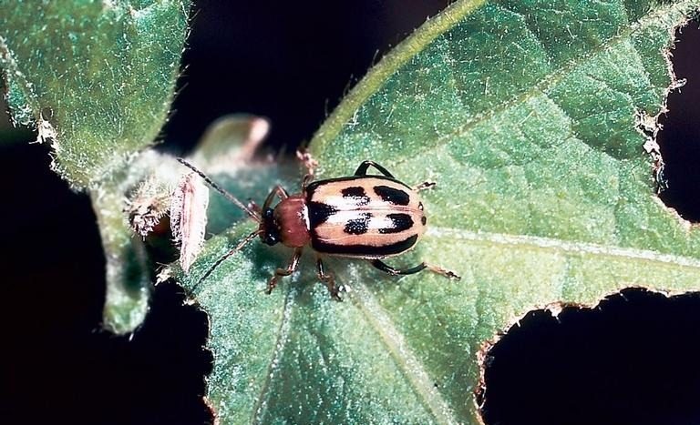 Bean leaf beetle