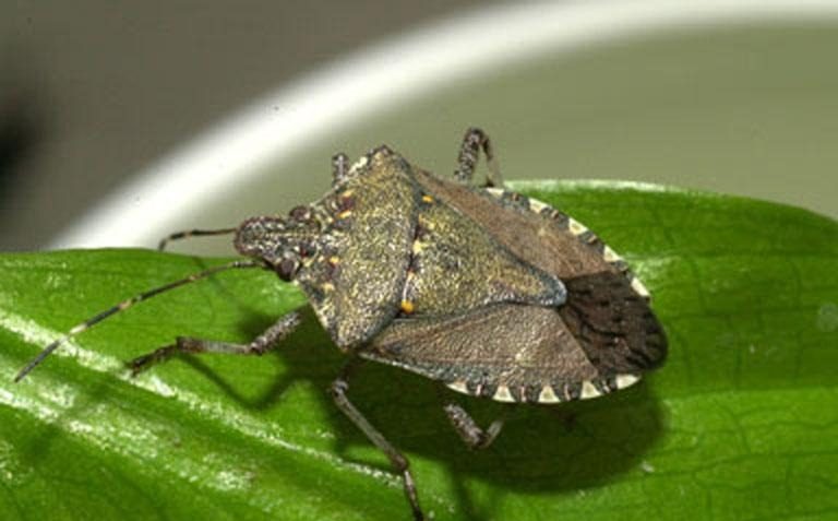Brown marmorated stink bug
