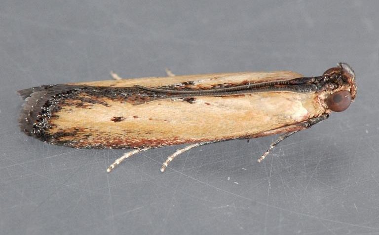 Lesser cornstalk borer adult
