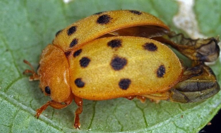 Mexican bean beetle