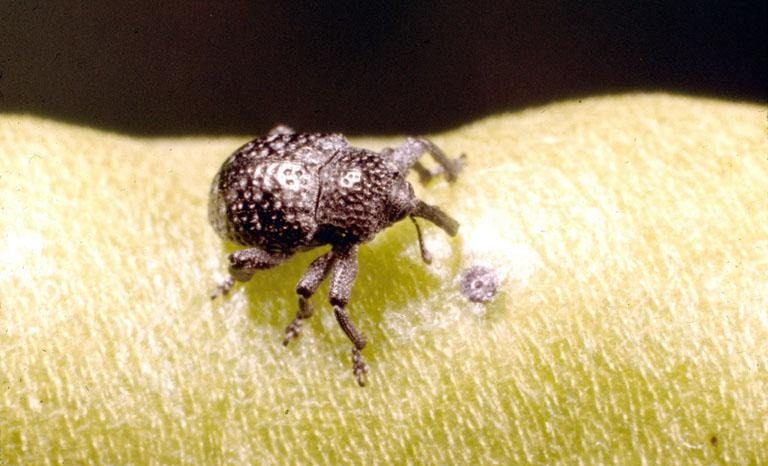 Cowpea curculio