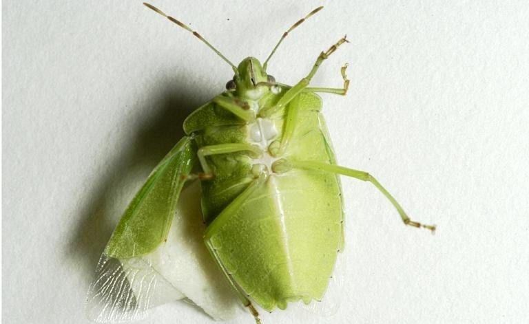 Southern green stink bug
