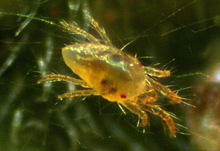 Twospotted spider mite