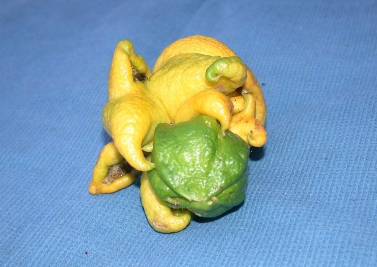Citrus bud mite