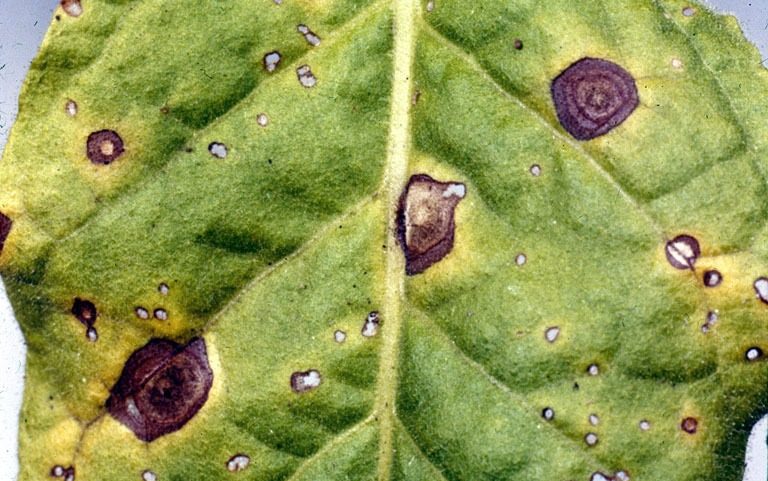 Alternaria brown spot