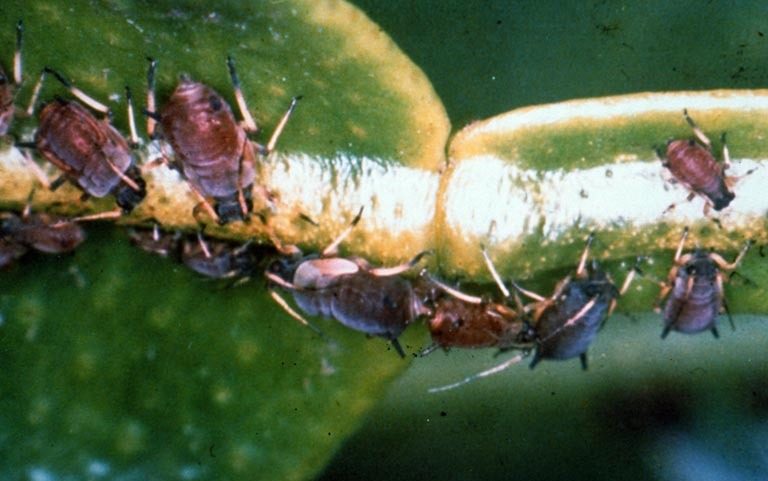 Brown citrus aphid