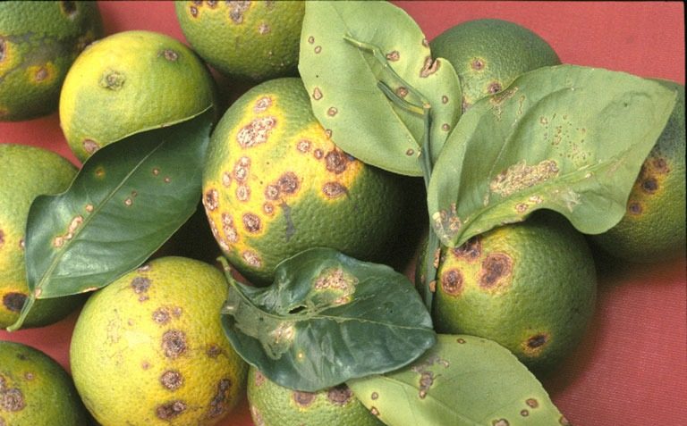 Citrus canker