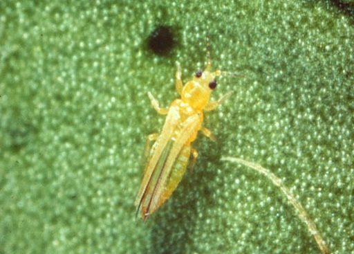 California citrus thrips