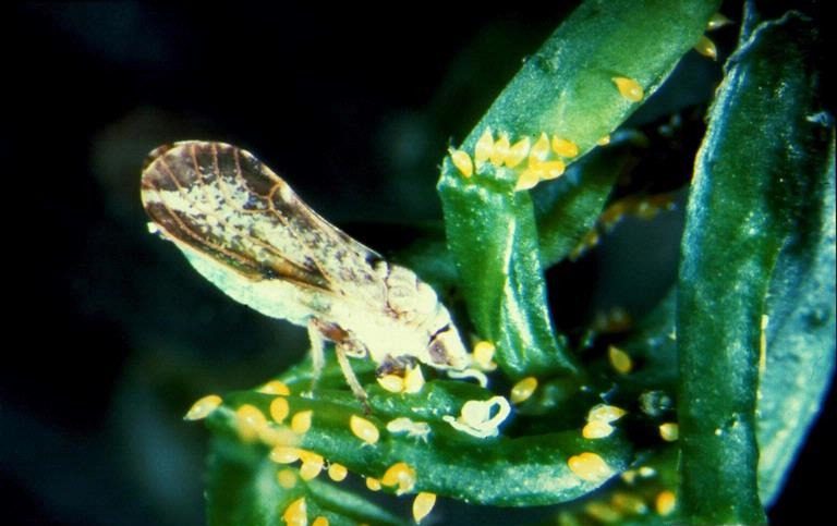 Asian citrus psyllid