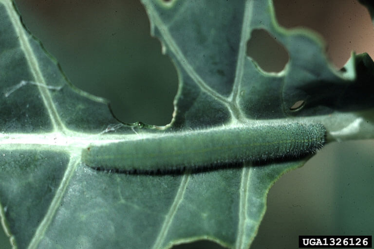 Close up of imported cabbage worm larva