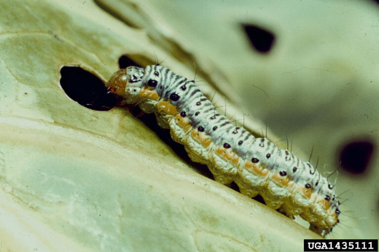 Cross-striped cabbageworm larva on kale leaf