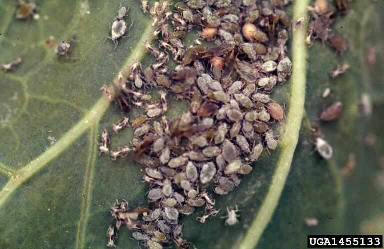 Cabbage aphids