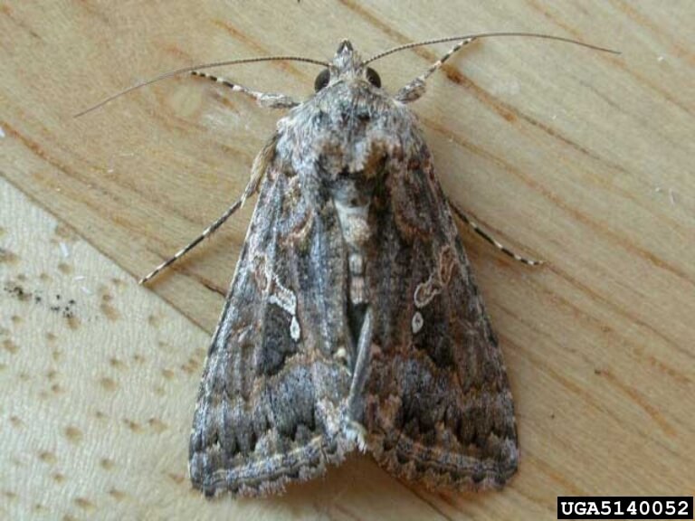 Cabbage looper adult