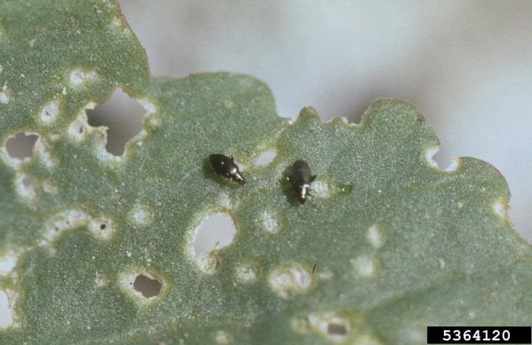 Close up of Western black flea beetle on kale leaf