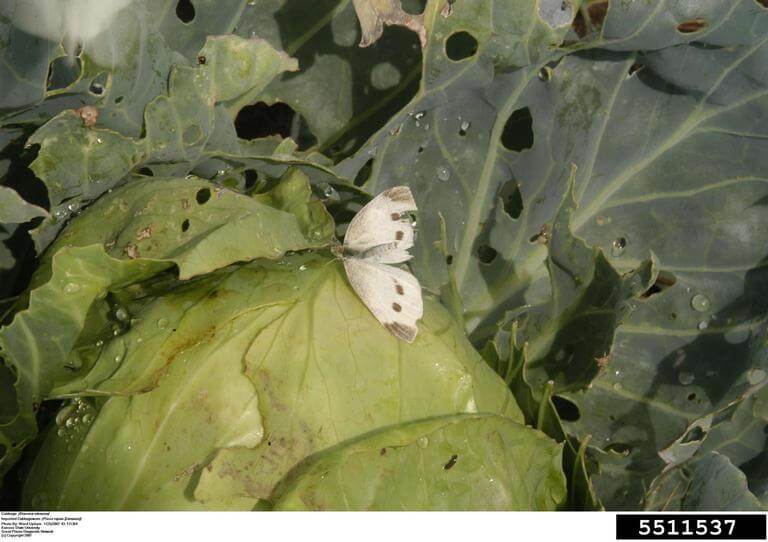 Close up of adult imported cabbage worm