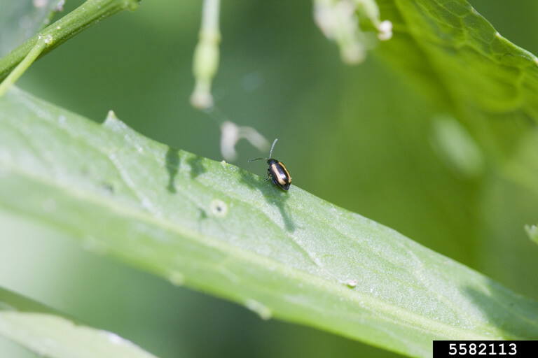 Striped turnip flea beetle adult