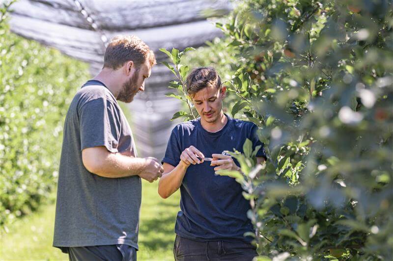 Two men in an apple orchard talking