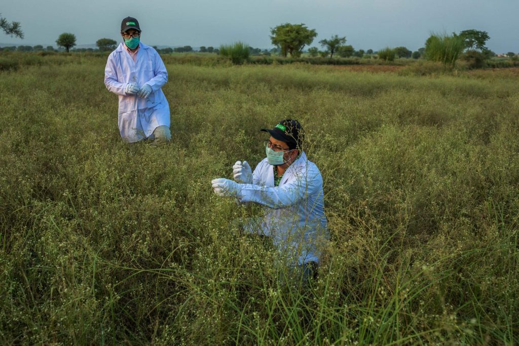 Two men wearing lab coats and masks are in field, one of them is looking closely at the plants with gloves on