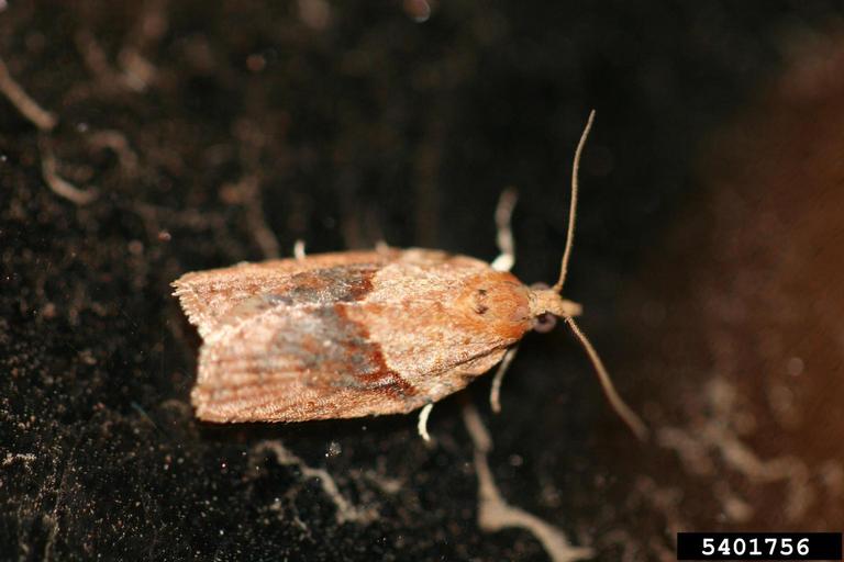 Light brown apple moth